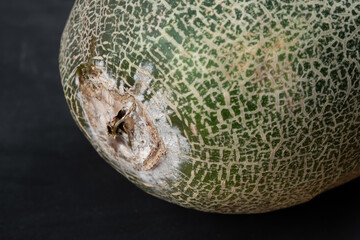 rotten and moldy hami on black