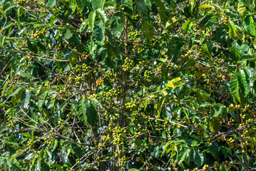 Close up of coffee beans ripening on bush in Cartago province Costa Rica with red beans ready for harvest