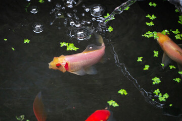 水中で鰓呼吸をする金魚