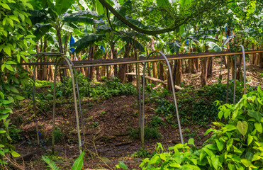 Raised railway track to run banana bunches to processing plant from the plantation in Limon province of Costa Rica