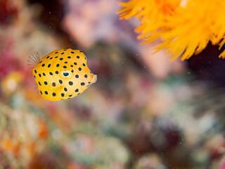 ミナミハコフグ, Yellow Boxfish, Ostracion cubicus, ハコフグ科,
ハコフグ, Boxfish, Ostracion immaculatus, ハコフグ科,
幼魚、yg、
他の群れ。
静岡県伊豆半島南伊豆町中木ヒリゾ浜-2025年
