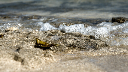 Close view of the transition from sandy shore to reef flat with coral rock, shallow water, and textured natural details.