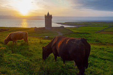 Beautiful scenery sunset landscape with an old Irish Doonegore Castle, grazing cows  and coastal beach views of doolin and the aran islands.