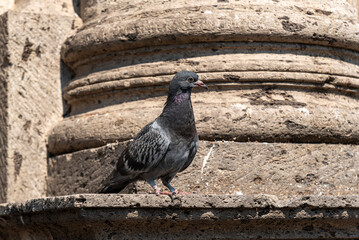 Obraz premium ave, animal, naturaleza, fauna, pico, frailecillo, inhospitalario, negro, emplumar, rojo, color, blanco, pato, mar, avefría