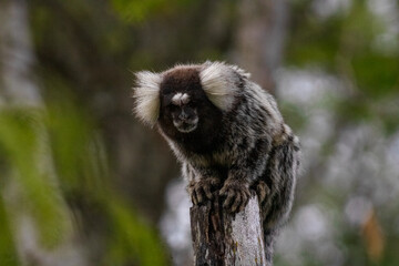 Sagui