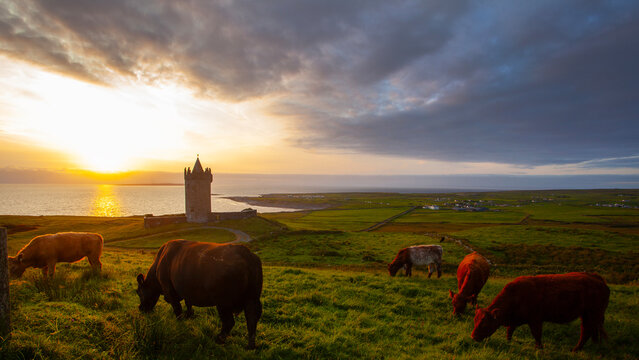 Beautiful scenery sunset landscape with an old Irish Doonegore Castle, grazing cows  and coastal beach views of doolin and the aran islands.