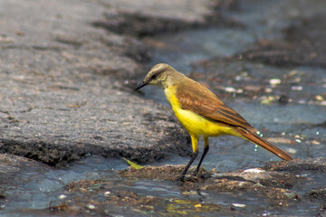 Suiriri-cavaleiro
