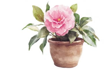 A pink camellia flower blooming in a rustic clay pot. surrounded by lush green leaves. set against a clean white background. ideal for botanical illustrations or home decor themes