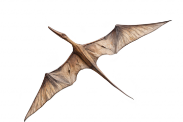 A beautifully crafted model of a pterosaur soaring gracefully against a plain white background. intricate details of its wings and body. ideal for educational and artistic purposes