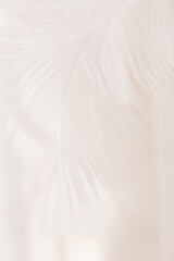 layered white feathers creating soft backdrop, White Feather Pattern Background.