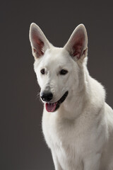 A white shepherd dog looks directly at the camera, ears up and mouth slightly open. The black background provides a dramatic contrast to its bright coat.