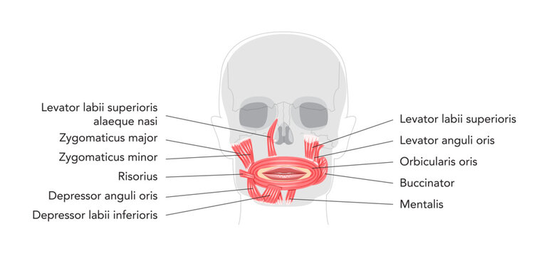 Oral muscles anatomy diagram, labeled structures include orbicularis oris, zygomaticus major, zygomaticus minor, risorius, buccinator, mentalis, levator labii, depressor oris, educational reference