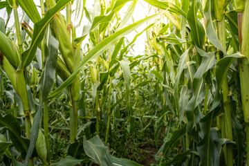 Field of corn is shown in full bloom