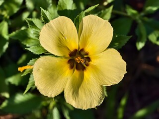 damiana flower in the morning