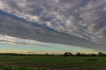 Field of crops is shown with a cloudy sky in the background