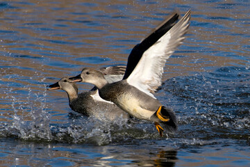 Gadwall takeoff