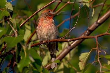 House Finch
