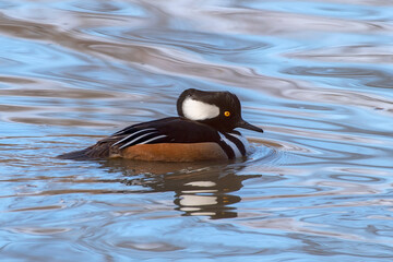 Hooded Merganser