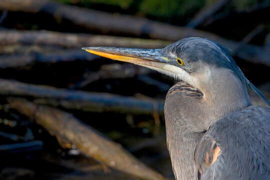Great Blue Heron close view