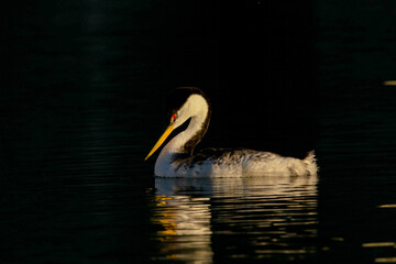Western Grebe at sunset