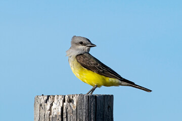 Western Kingbird