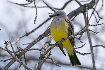 Western Kingbird