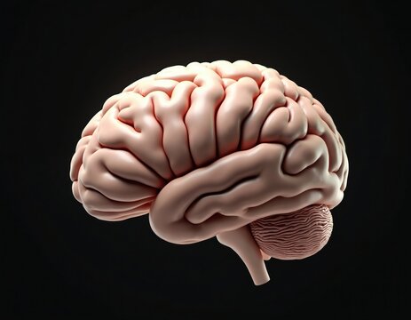 3D human brain model isolated on black. Shows anatomical structure and neural pathways. Represents cognition, intelligence, and medical science.