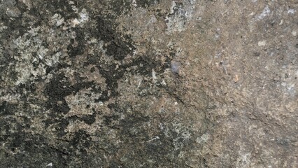 Rough, weathered stone texture with dark black and brown moss and natural decay background.