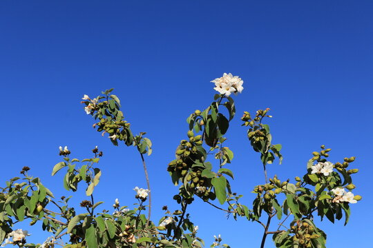 Anacahuita or Cordia Boissieri white flowers and green buds and leaves on twigs against clear blue spring sky