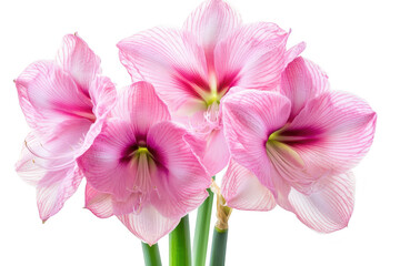 A display of pink amaryllis flowers in full bloom. intricate petal patterns and colors against a clean white background. perfect for floral-themed projects or decorations