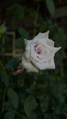 Soft white rose blooming in natural light