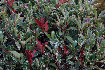multi-colored leaves of photinia

