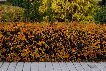 spirea bushes in the garden in autumn

