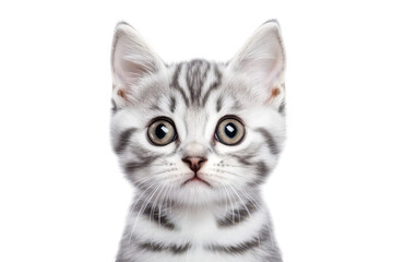 Obraz premium A close-up portrait of a curious gray tabby kitten with striking large eyes. sitting against a plain white background. its playful and innocent nature. ideal for pet-related content