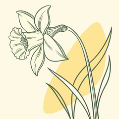 Daffodil Flower