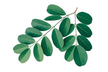 Naklejka premium green leaves isolated on white