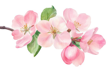 A delicate branch of pink cherry blossoms in full bloom. their soft petals and green leaves. set against a clean white background. ideal for spring-themed designs and floral arrangements