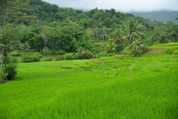 View of rice fields with a background of green hills and blue sky. Green rice fields from the top angle.