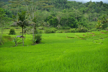View of rice fields with a background of green hills and blue sky. Green rice fields from the top angle.
