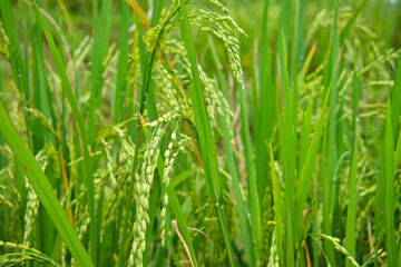 A close up of rice clumps bearing abundant seeds in the rice fields. Lush green rice fields. Rice seeds close up