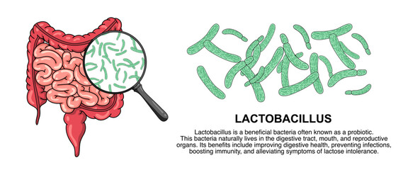 Illustration of lactobacillus bacteria. Good bacteria in the human body. Probiotic micro organisms. vector illustration for medical posters, treatment, or clinics.