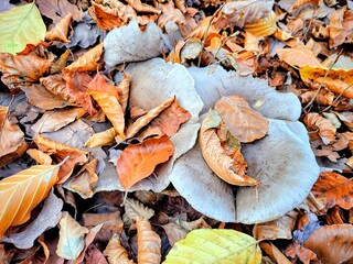 mushrooms in autumn. Autumn leaves and mushrooms growing among fallen leaves in the forest. Autumn texture background.