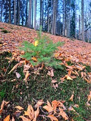 autumn in the forest