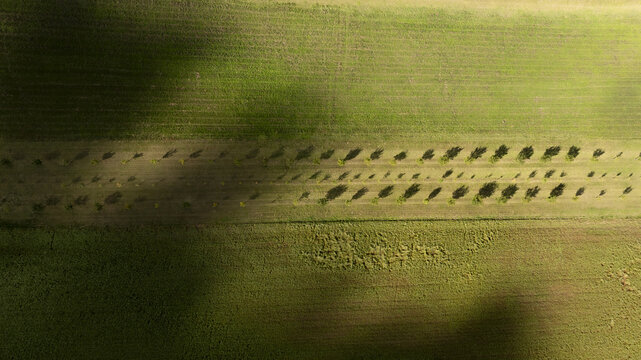 Aerial view of symmetrical rows of trees casting dark shadows across fields of green and gold, creating a textured tapestry from above, Brno, South Moravian Region, Czechia.