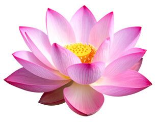 Pink Lotus Flower in Full Bloom, Detailed Petals, Isolated on Transparent Background PNG