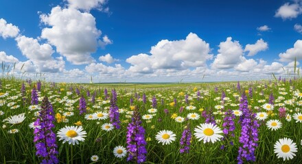 Vibrant summer meadow filled with blooming white daisy flowers and tall purple wildflowers under a bright blue sky with fluffy white clouds, creating a beautiful natural landscape scene