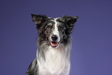A Border Collie sits with perked ears and an attentive gaze against a deep purple background. The sharp focus on the eyes and fur highlights the dog intelligence.