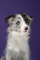 A Border Collie with a white and black coat stands against a light blue background, gazing forward. The upright posture and soft fur highlight the dog's expressive nature.