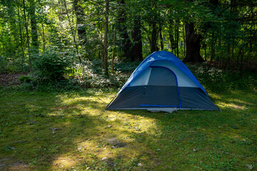 Bright tent set up in a serene forest clearing surrounded by lush greenery during a sunny day