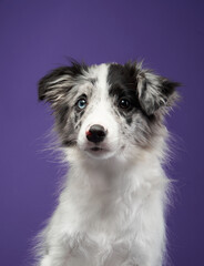 Obraz premium A Border Collie sits in a relaxed position on a purple backdrop, appearing calm and content. The soft fur and gentle gaze highlight the dog friendly demeanor.